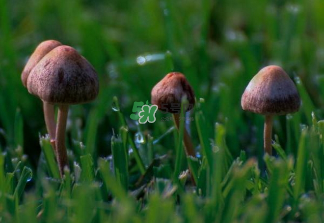 蘑菇中毒怎么辦？蘑菇中毒的癥狀