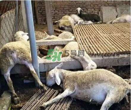 壽光大蒜有毒嗎？壽光毒大蔥事件