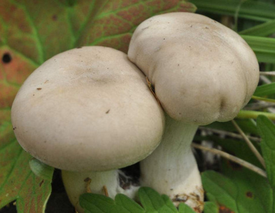 白蘑菇是什么蘑菇？白蘑菇有毒嗎