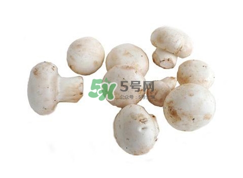 口蘑是什么蘑菇？口蘑長什么樣子？