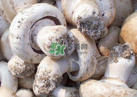 口蘑是什么蘑菇？口蘑長什么樣子？