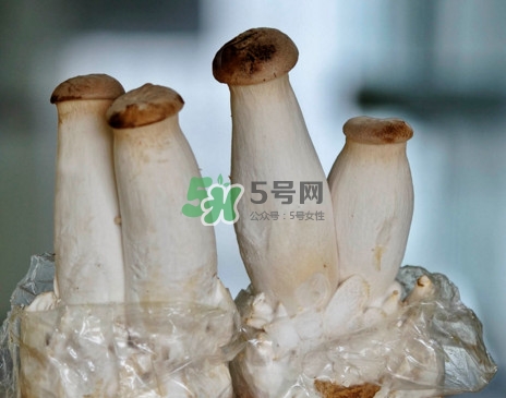 杏鮑菇怎么清洗？杏鮑菇怎么保存