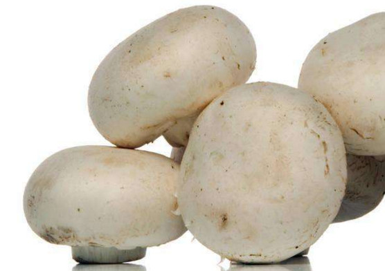 白蘑菇是什么蘑菇？白蘑菇有毒嗎