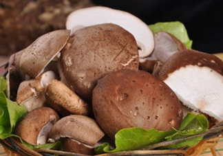 什么蘑菇最有營養(yǎng)？蘑菇怎么吃最有營養(yǎng)？