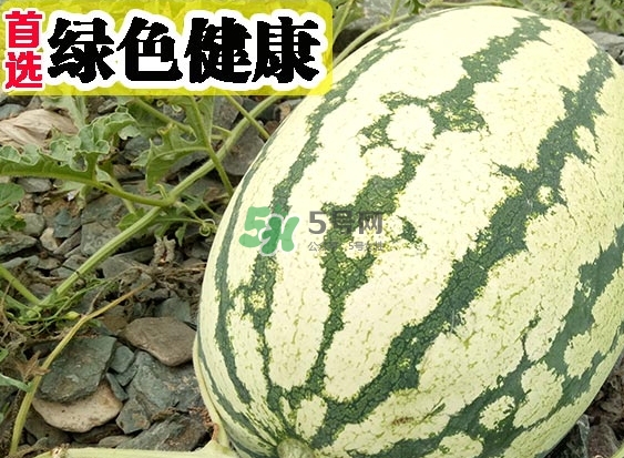 石頭瓜什么時(shí)候上市？石頭瓜多少錢一斤？