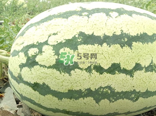 石頭瓜什么時(shí)候上市？石頭瓜多少錢一斤？