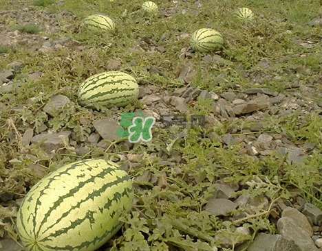 石頭瓜什么時(shí)候上市？石頭瓜多少錢一斤？