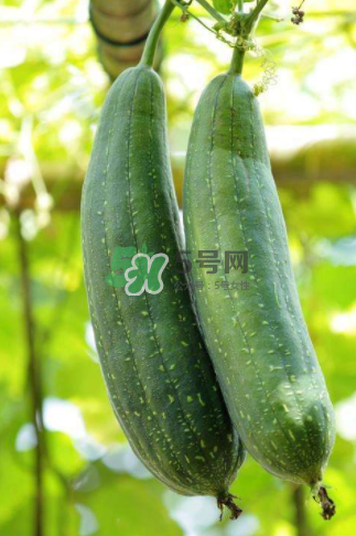 秋天吃絲瓜掉頭發(fā)嗎？秋天吃絲瓜愛掉頭發(fā)是真的嗎？