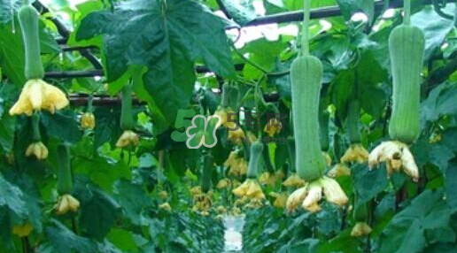 秋天吃絲瓜掉頭發(fā)嗎？秋天吃絲瓜愛掉頭發(fā)是真的嗎？