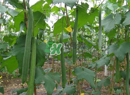 秋天絲瓜有毒嗎？秋天絲瓜能吃嗎？