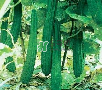 秋天絲瓜有毒嗎？秋天絲瓜能吃嗎？