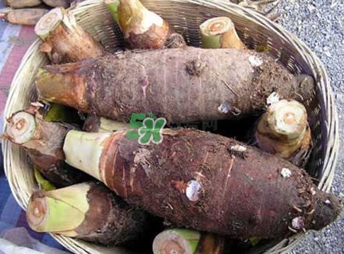 香芋和芋頭是一樣的嗎？香芋和芋頭有什么區(qū)別