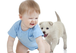 孕婦能養(yǎng)狗嗎？孕婦養(yǎng)狗注意事項(xiàng)