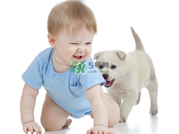 孕婦能養(yǎng)狗嗎？孕婦養(yǎng)狗注意事項