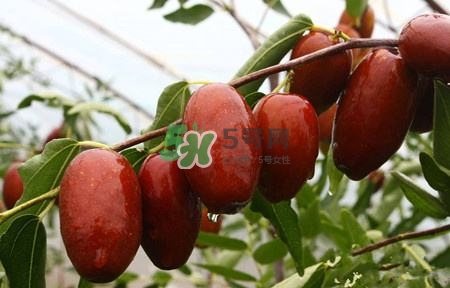 秋季吃什么水果最好？秋季常吃什么水果比較好？