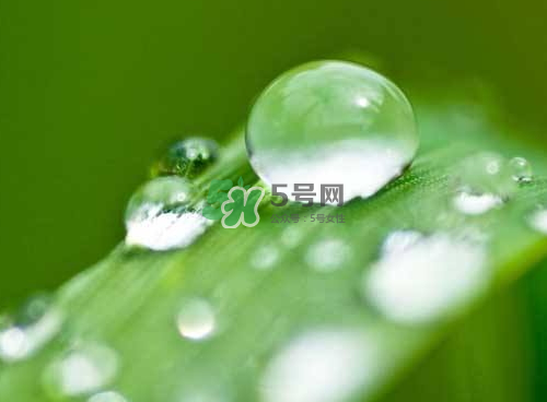 白露可以種什么菜？白露過后能種植什么蔬菜？