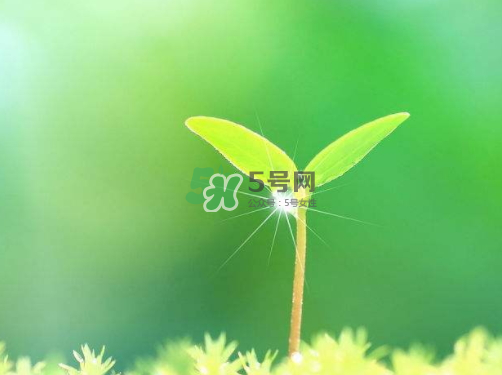 白露可以種什么菜？白露過后能種植什么蔬菜？