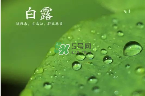白露可以種什么菜？白露過后能種植什么蔬菜？