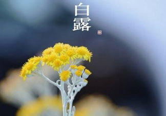 白露可以種什么菜？白露過(guò)后能種植什么蔬菜？