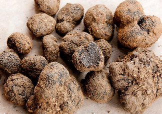 松露是什么樣子的？松露是怎么形成的