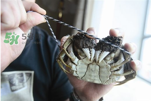 大閘蟹為什么要綁？大閘蟹怎么捆？