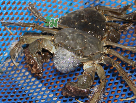 大閘蟹為什么吐泡泡？大閘蟹吐泡泡怎么回事？