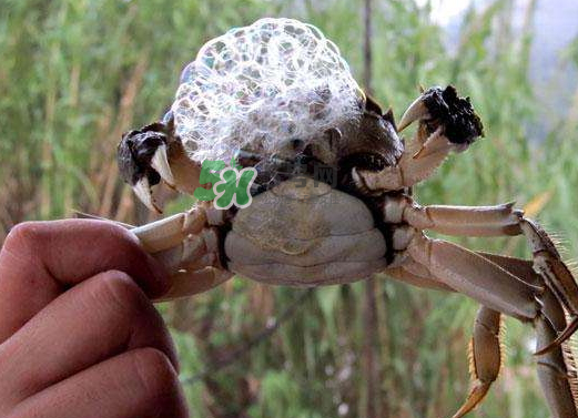 大閘蟹為什么吐泡泡？大閘蟹吐泡泡怎么回事？