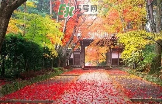 白露是寒露嗎？白露和寒露的區(qū)別