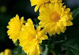 白露是寒露嗎？白露和寒露的區(qū)別