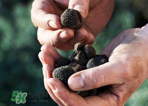 中國(guó)哪里有白松露？黑松露和白松露哪個(gè)貴？
