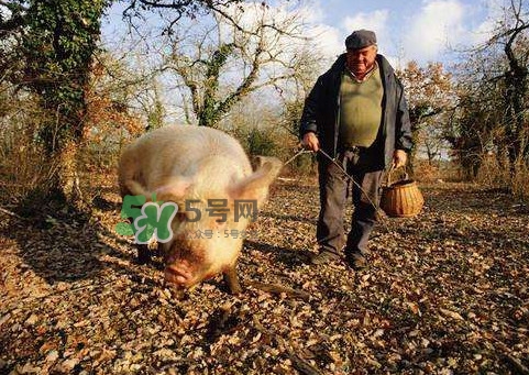 松露什么時(shí)候采摘？松露怎么采摘