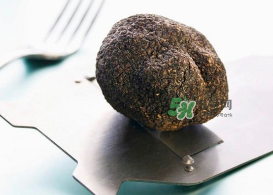 中國(guó)哪里有白松露？黑松露和白松露哪個(gè)貴？