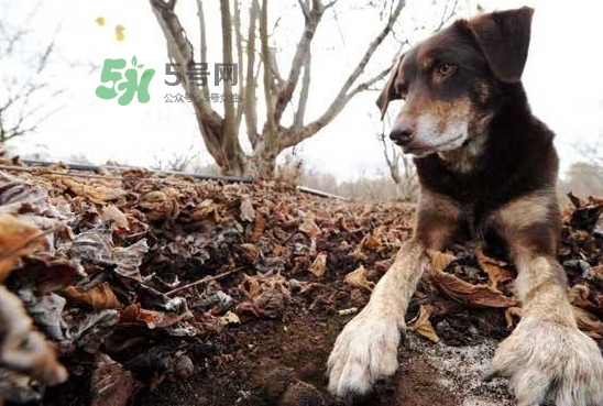 松露什么時(shí)候采摘？松露怎么采摘