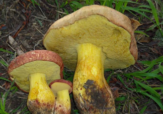 牛肝菌要泡發(fā)多久？牛肝菌怎么清洗