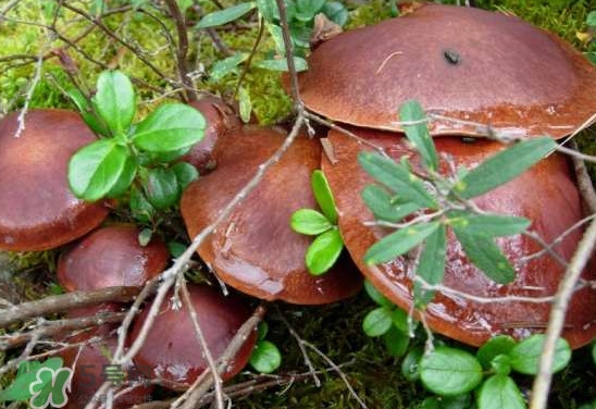 牛肝菌種類有哪些？牛肝菌與什么食物相克