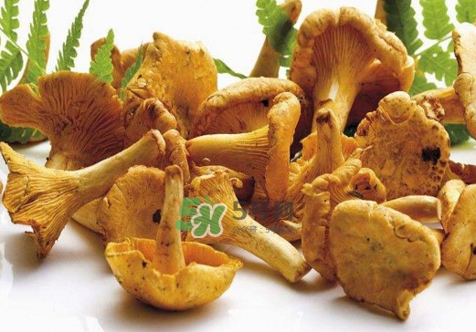 雞油菌怎么做好吃？雞油菌怎么吃