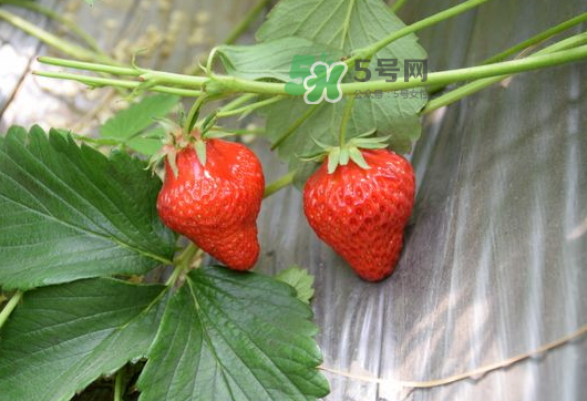 九月份可以種草莓嗎？九月份有草莓吃嗎？