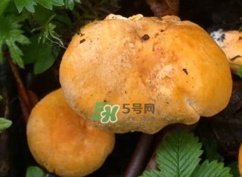 新鮮雞油菌怎么保存？干雞油菌怎么保存