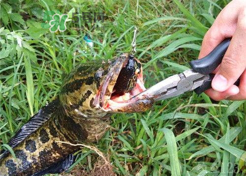 九月份可以釣黑魚嗎？9月份可以釣黑魚嗎？