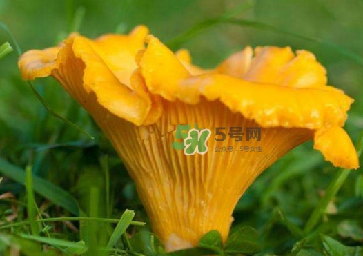 雞油菌是寒性的嗎？雞油菌是發(fā)物嗎