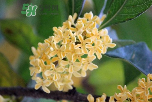 家里為什么不能種桂花？桂花為什么不能栽在家里