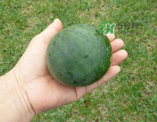 9月份可以種西瓜嗎？九月份種西瓜會結(jié)果嗎？