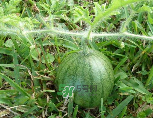 9月份可以種西瓜嗎？九月份種西瓜會結(jié)果嗎？