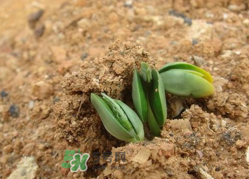 9月份可以種西瓜嗎？九月份種西瓜會結(jié)果嗎？