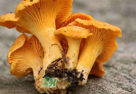 雞油菌怎么清洗？雞油菌要焯水嗎