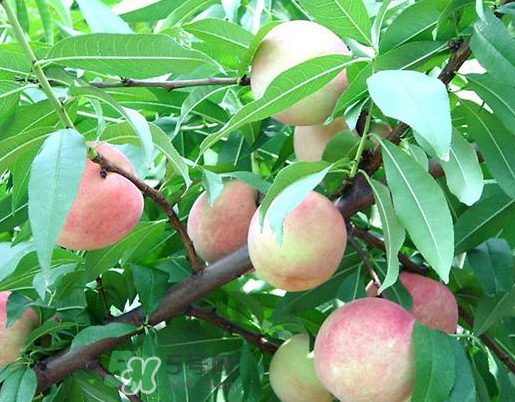 九月份還有桃子嗎？9月份成熟的桃子有幾種？