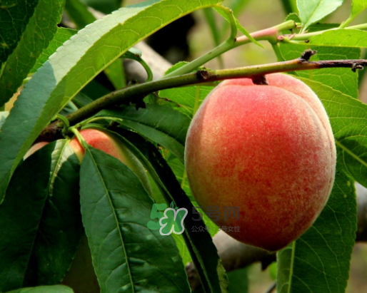 九月份還有桃子嗎？9月份成熟的桃子有幾種？