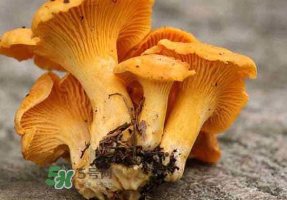 雞油菌什么季節(jié)有？雞油菌什么時(shí)候采摘