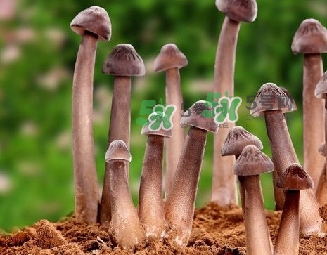 雞樅菌多少錢一斤？干雞樅菌多少錢一斤