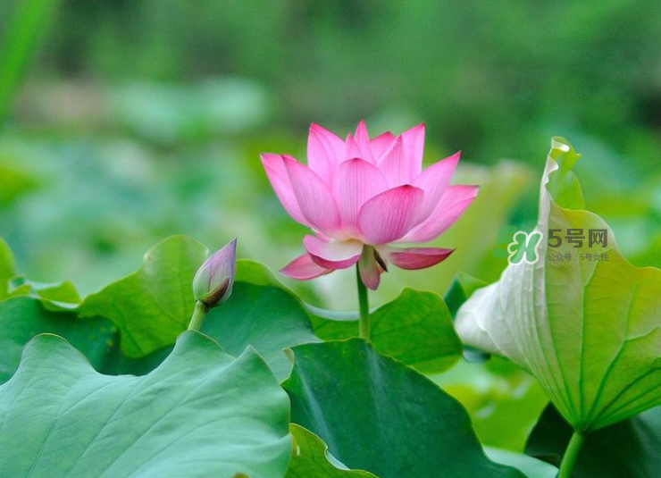 荷花桿可以吃嗎？荷花桿怎么吃？